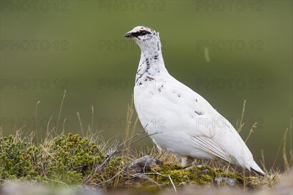 Icelandic Rock Ptarmigan (Lagopus lagopus islandorum)