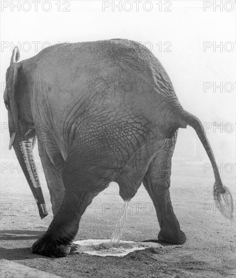 Elephant taking a piss