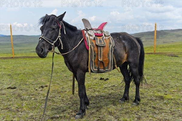 Tamed horse of a nomad with traditional saddle in the steppe