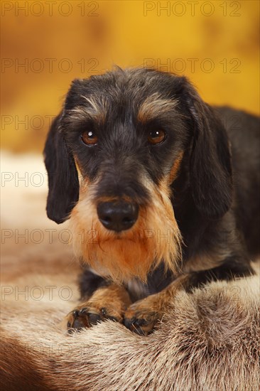 Little Grey-haired Dachshund