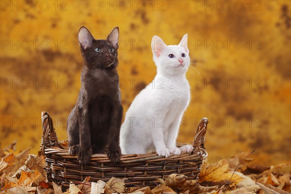 Oriental Shorthair