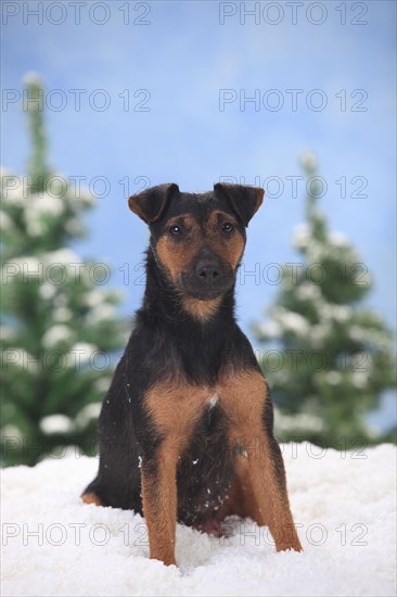 German hunting terrier