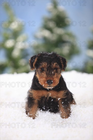 Welsh Terrier