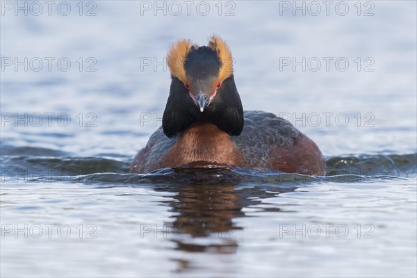 Horned Grebe (Podiceps auritus)