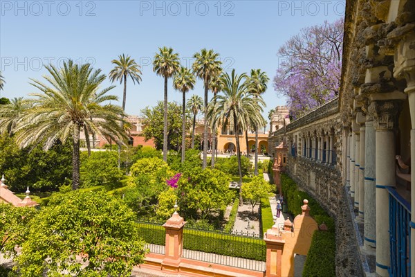 Gardens with palm trees in the Alcazar