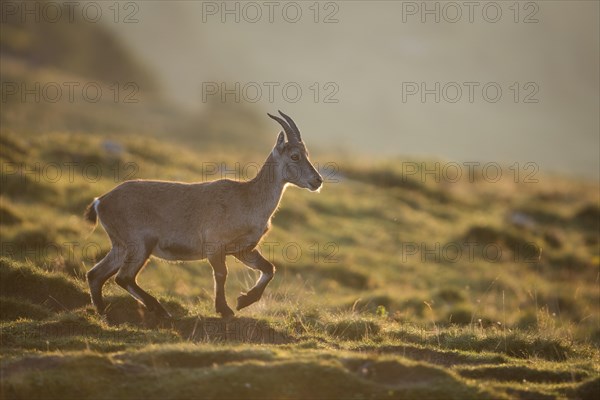 Alpine Ibex (Capra ibex) backlit in the morning