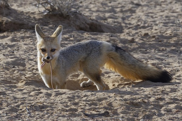 Cape fox (Vulpes chama)