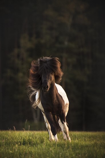 Icelandic horse (Equus islandicus)