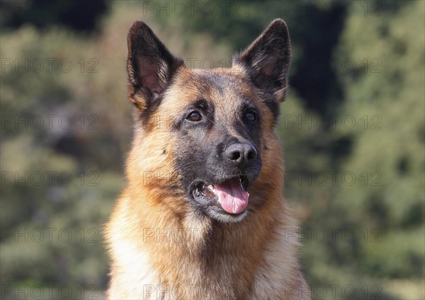 Malinois