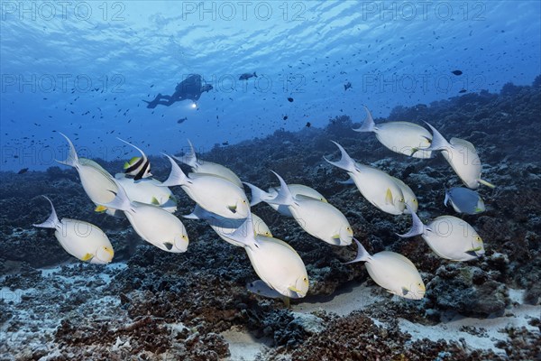 Diver observes swarm Yellowfin surgeonfish (Acanthurus xanthopterus) over coral reef