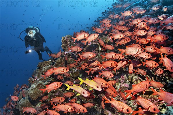 Diver observes swarm Pinecone soldierfishes (Myripristis murdjan) on reef