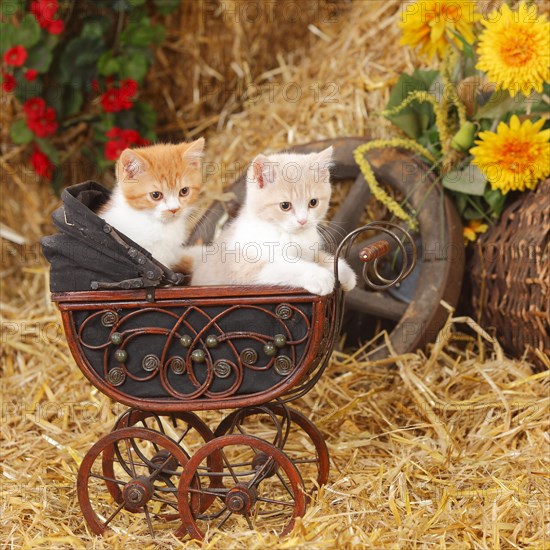 British shorthair cats