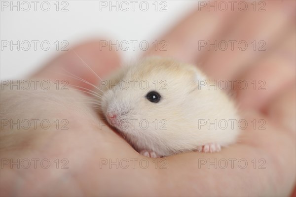 Djungarian hamster (Phodopus sungorus)