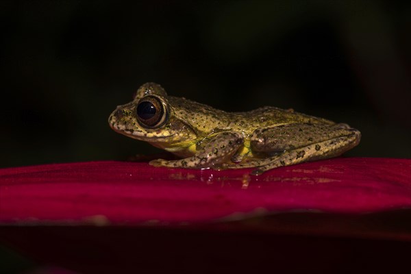 Madagascar frog (Boophis idae) sits on leaf