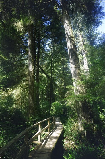 Tofino Rainforest trail