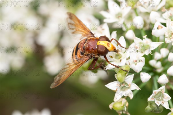 Hornet Mimic Hoverfly (Volucella zonaria)