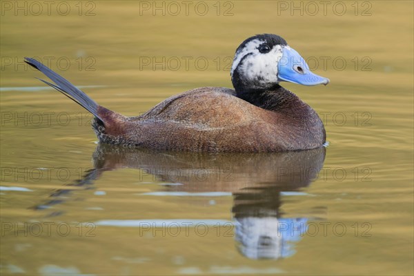 White-headed Duck (Oxyura leucocephala)