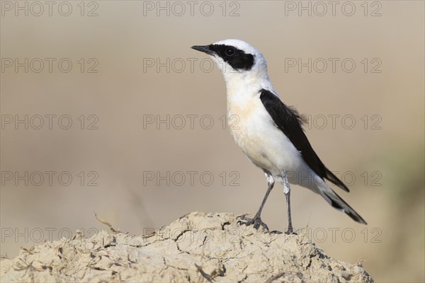 Eastern Black-eared Wheatear (Oenanthe hispanica melanoleuca)