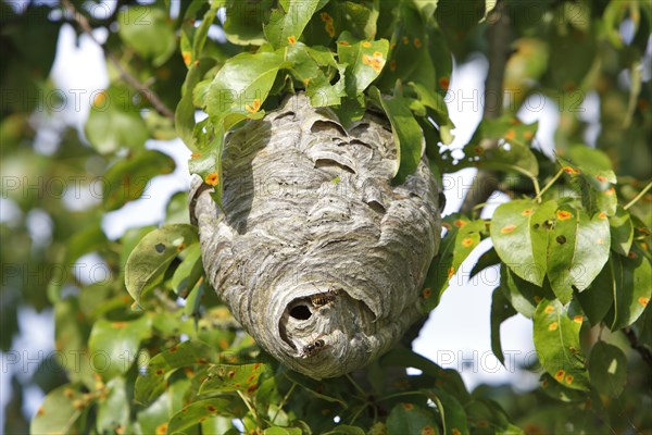 Vespiary of the Median Wasp (Dolichovespula media)