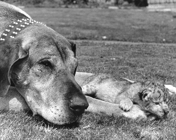 Dog and baby lion