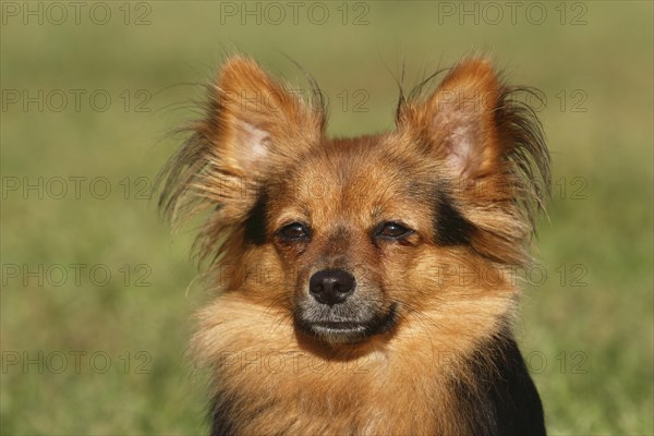 Papillon Yorkshire Mongrel