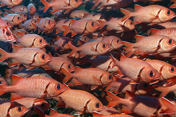 Swarm Pinecone soldierfishes (Myripristis murdjan)