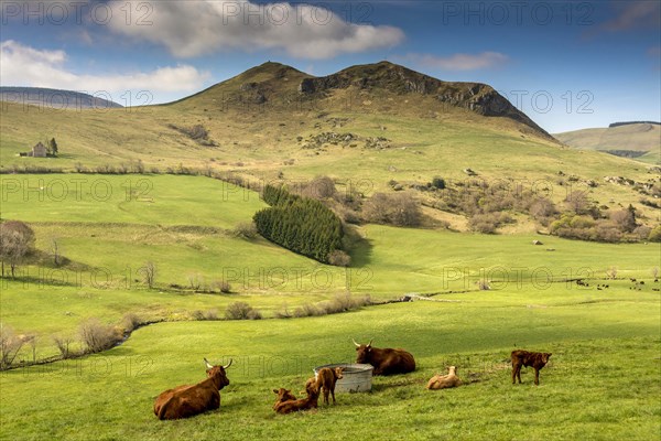 Cows on pasture and mountain of Chabrut