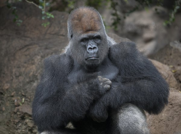 Silverback