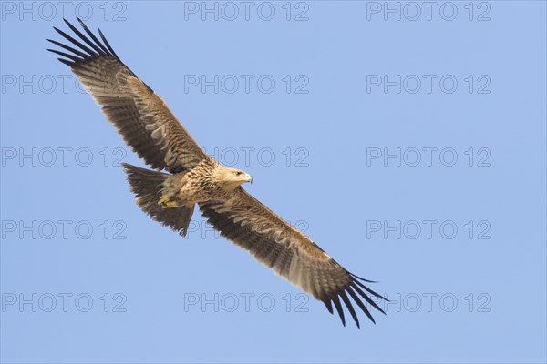 Eastern Imperial Eagle (Aquila heliaca)