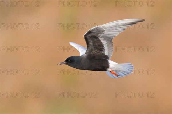 White-winged Tern (Chlidonias leucopterus)