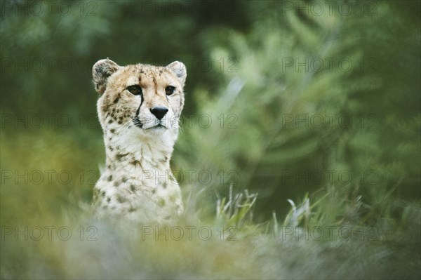 Cheetah (Acinonyx jubatus)