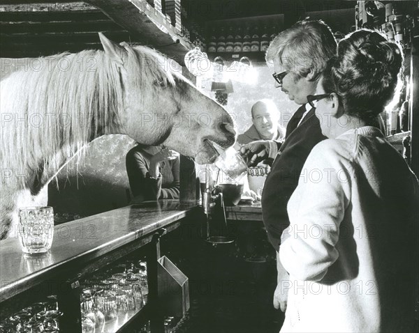Horse drinks at a pub