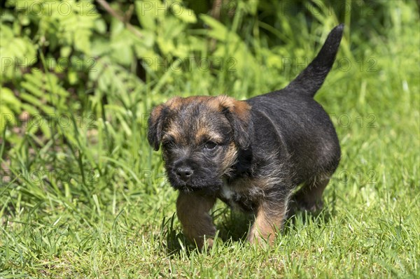 Border Terrier Puppy