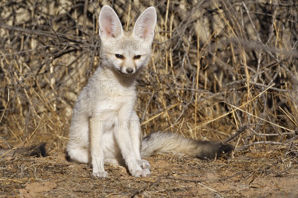 Cape fox (Vulpes chama)