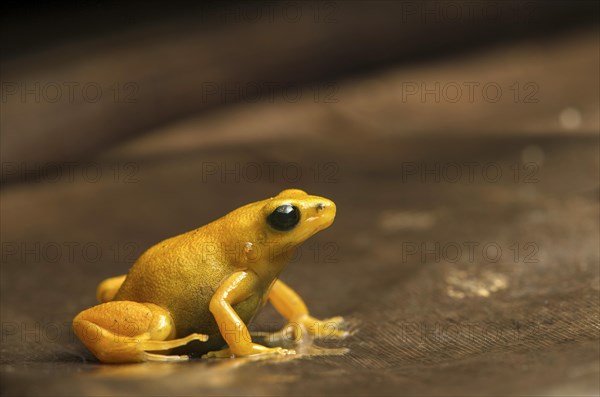 Golden mantella (Mantella aurantiaca) sits on leaf