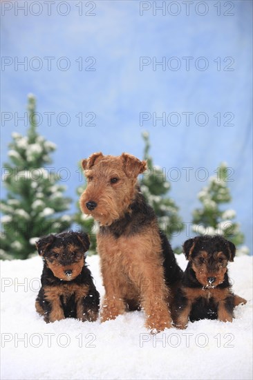 Welsh Terrier