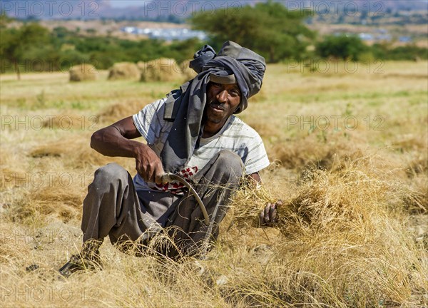 Farmer harvesting Teff (Eragrostis tef) with the sickle