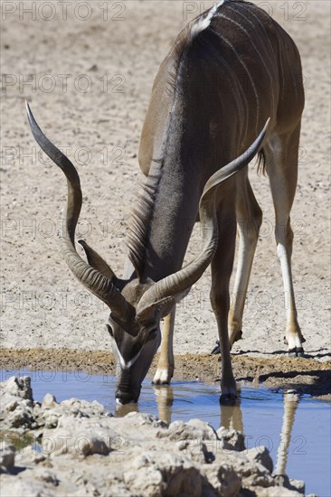 Greater kudu (Tragelaphus strepsiceros)