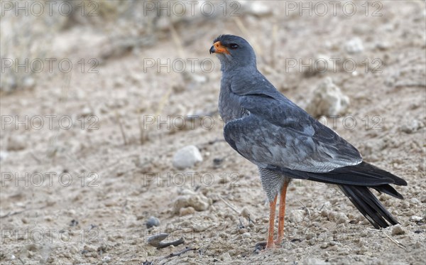 Pale chanting goshawk (Mielerax canorus)