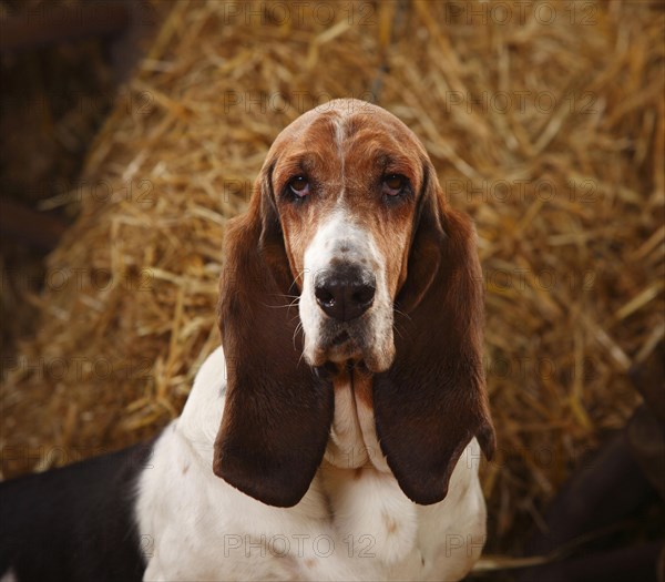 Basset Hound