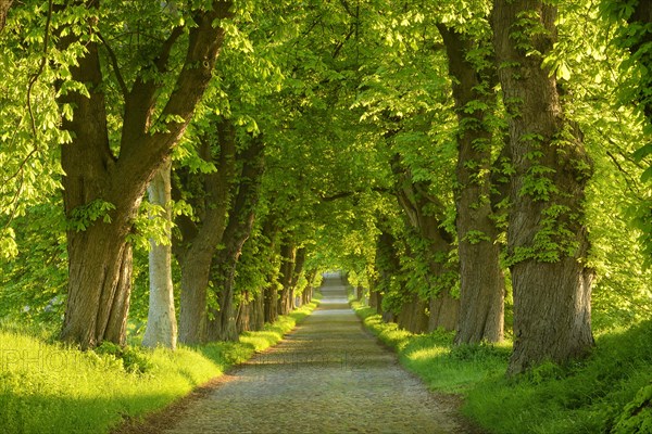 Chestnut avenue in the morning light