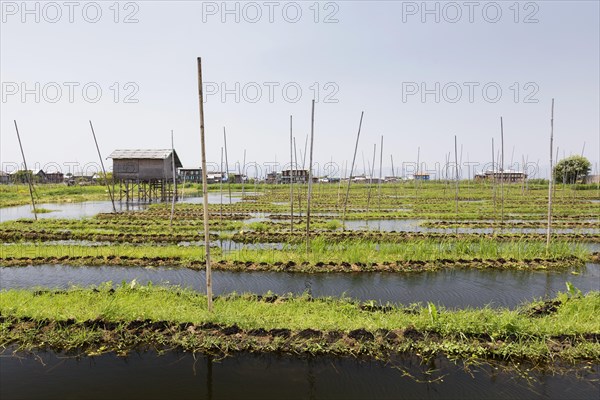 The floating gardens of the Intha people