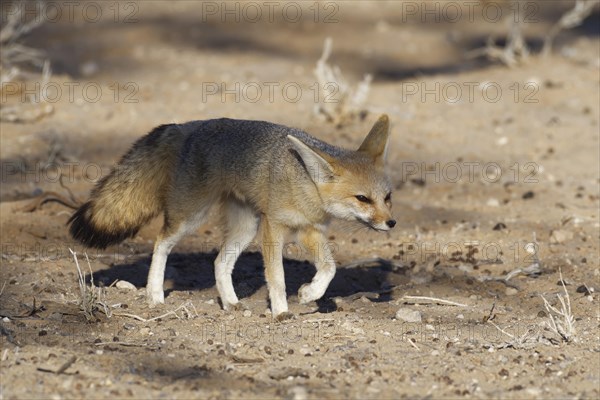 Cape fox (Vulpes chama)