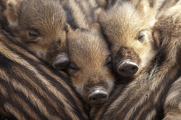 Wild boars (Sus scrofa)