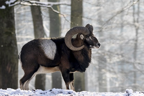 European mouflon (Ovis orientalis musimon)