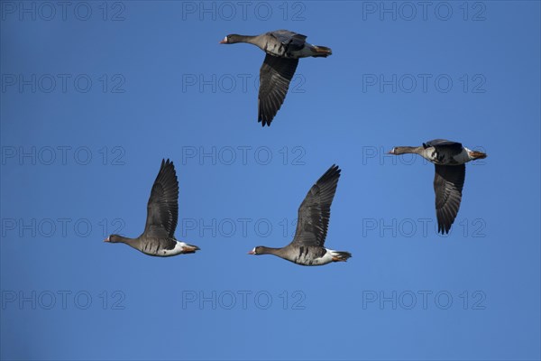 Greater white-fronted geese (Anser albifrons) in flight