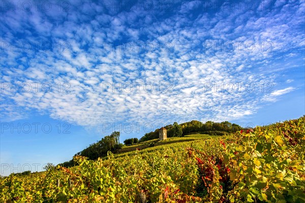 Tower du Curon in the vineyard of Arbois