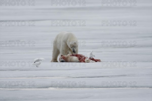 Polar bear (Ursus maritimus)