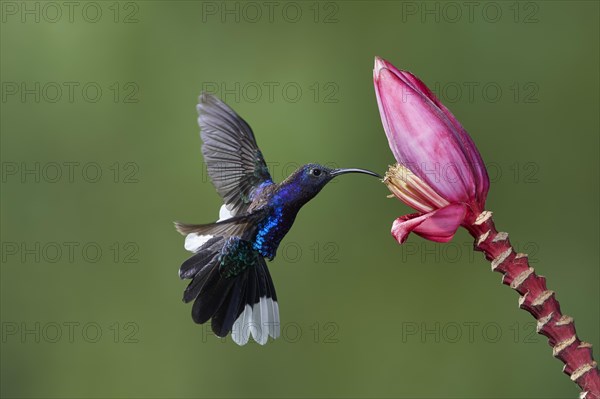 Violet Sabrewing (Campylopterus hemileucurus)