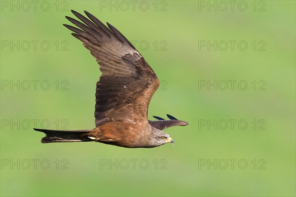 Black Kite (Milvus migrans)